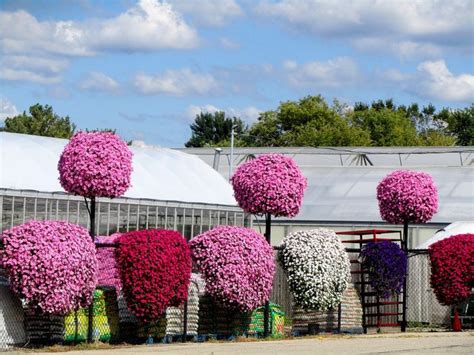 Caring For Wave Petunia – Tips For Growing Wave Petunias | Wave petunias, Petunia plant, Petunias