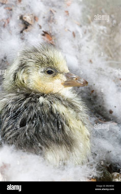 Bar Headed Goose Anser Indicus Just Emerged Newly Hatched Gosling