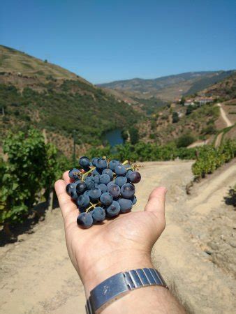 Quinta Do Panascal Pinhao Qu Saber Antes De Ir Lo M S Comentado