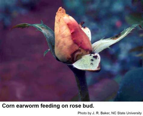 Corn Earworm On Ornamentals Nc State Extension Publications