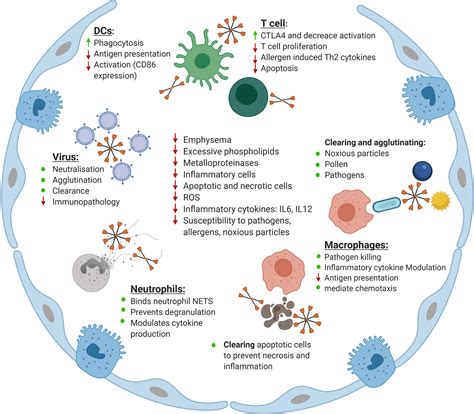 Frontiers SP A And SP D Dual Functioning Immune Molecules With