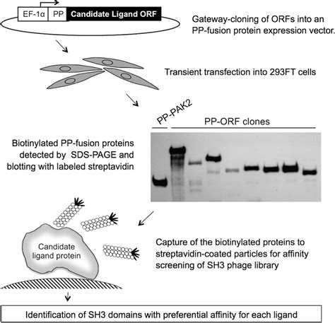 Schematic Outline Of The Experimental Strategy Used Biotinylation