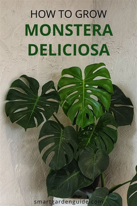 Monstera Deliciosa Care Learn How To Grow And Care For Your Swiss