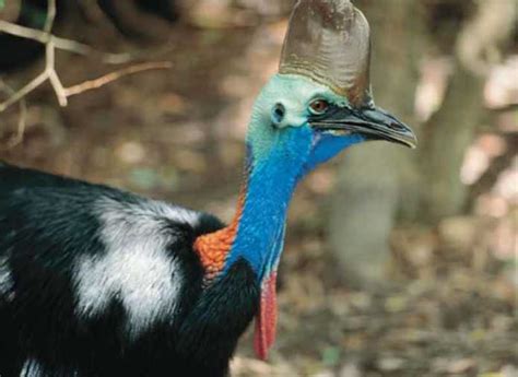 13 Amazing Daintree Rainforest Animals To See In 2021