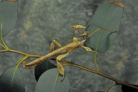 Extatosoma Tiaratum Giant Prickly Stick Insect Male Photographic