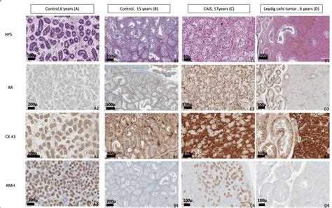 Histological And Immunostaining Analysis Of Control Groups Compared To