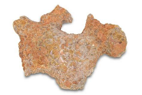 2.7" Fossil Tabulate Coral - Western Sahara, Morocco (#289584) For Sale - FossilEra.com