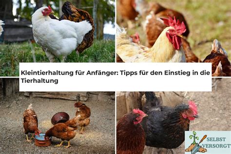 Kleintierhaltung für Anfänger Tipps für den Einstieg in