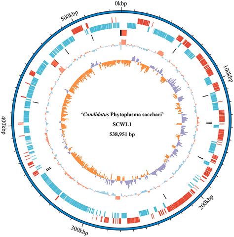 Frontiers Complete Genome Sequence Of “candidatus Phytoplasma Sacchari” Obtained Using A