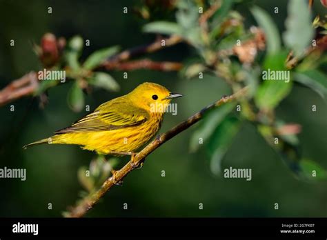 North American Songbirds Hi Res Stock Photography And Images Alamy