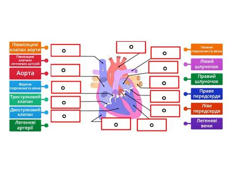 Labelled Diagram