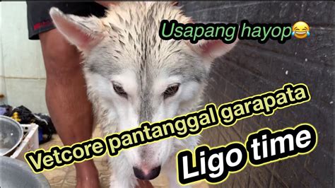 Vetcore Mabisang Pantanggal Garapata Usapang Hygiene Ng Mga Pets Natin