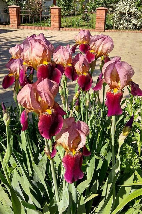 What Are The Different Types Of Iris Flowers Gardeners Path Iris