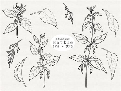 Stinging Nettle Svg Hand Drawn Nettle Clip Art Illustration Botanical