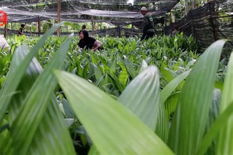 Penguatan Ekonomi Masyarakat Melalui Program Kebun Bibit Rakyat