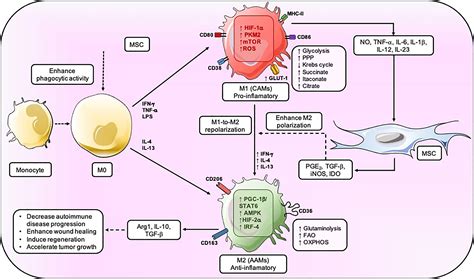 Frontiers The Macrophage Response Is Driven By Mesenchymal Stem Cell