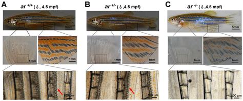 Ar Null Male Zebrafish Have Female Secondary Sex Characteristics A C