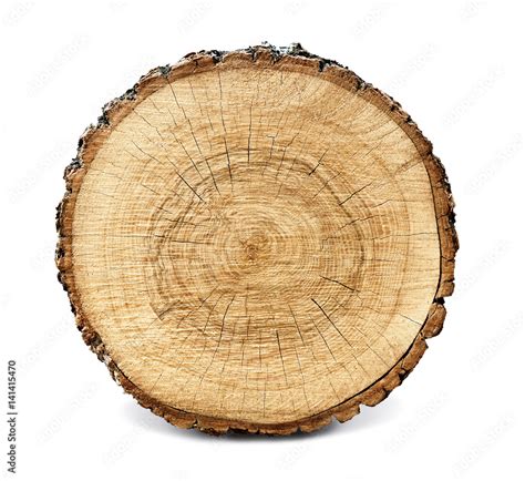 Large Circular Piece Of Wood Cross Section With Tree Ring Texture