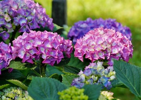 10 Best Hydrangea Fertilizer (2020) - The Gardening Dad