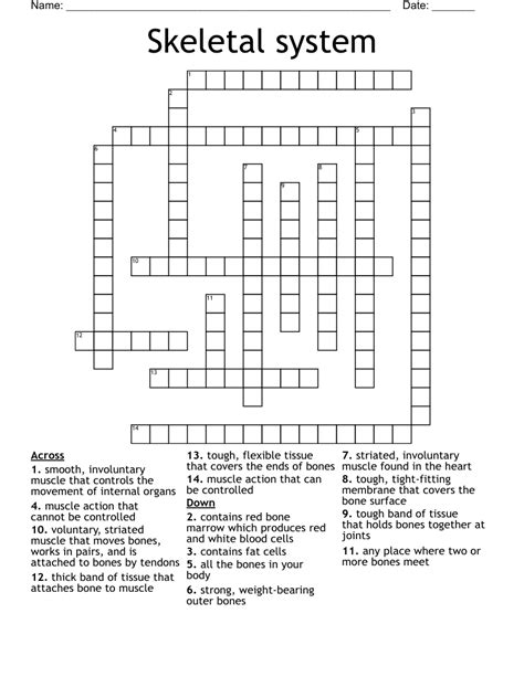 Skeletal System Crossword WordMint