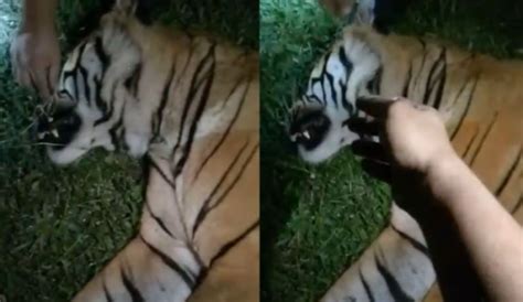 Individu Diburu Polis Gara Gara Cabut Misai Harimau Belang Mati