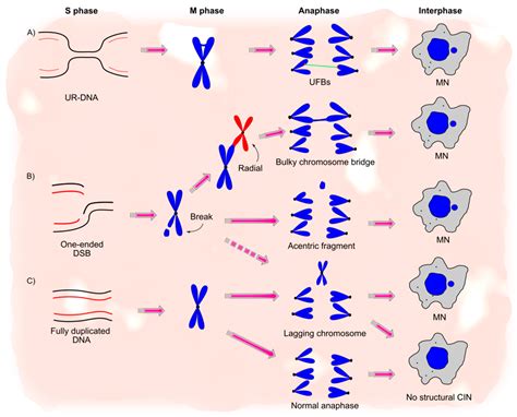 Cancers Free Full Text Structural Chromosome Instability Types