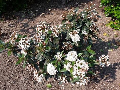 Lorbeerbl Ttriger Schneeball Viburnum Tinus Pflanzen Kaufen Online