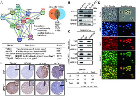 Tanshinone IIA Mediates SMAD7 YAP Interaction To Inhibit Liver Cancer