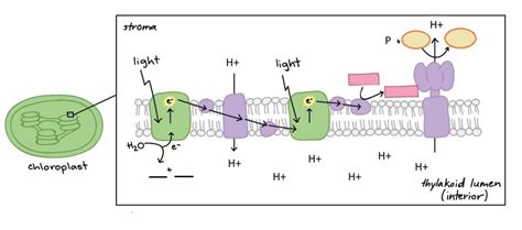 Light Dependent Reaction Diagram | Quizlet