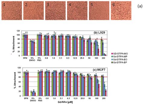 Morphology Of The L929 Cells After Incubation With Di Ff Erent Gd Nas