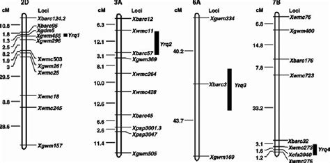 Quantitative Trait Loci Qtls For Stripe Rust Resistance Identified On Download Scientific