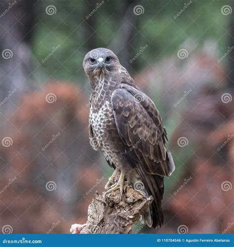 The Golden Eagle The Buzzard The Marsh Harrier Stock Photo Image