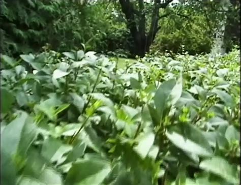 Grangbangs Made In Germany Episode German Retro Porn Xhamster