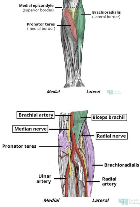 Cubital Fossa Medizzy