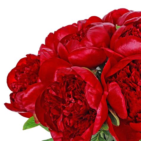 Пионы Ред Шарм (Red Charm) 11 штук