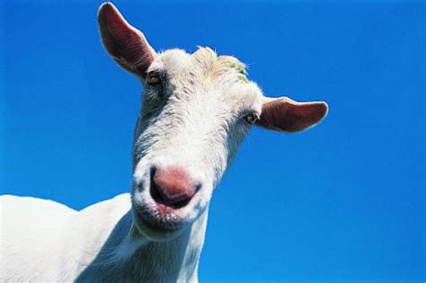 Goat Anatomy Quiz Trivia Test Proprofs Quiz