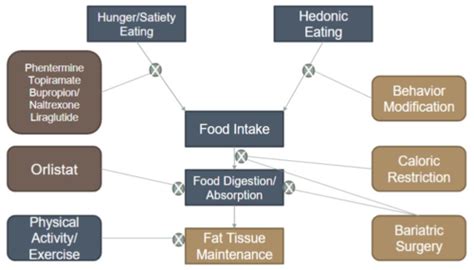 Cbl Obesity Flashcards Quizlet