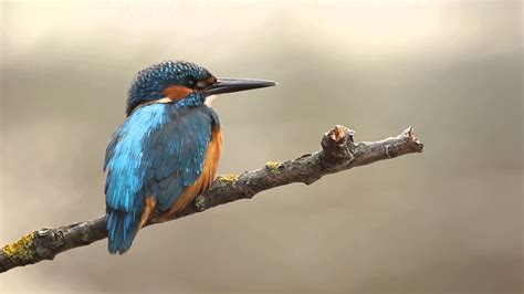 10 Minutes Of Common Kingfisher Hd Youtube