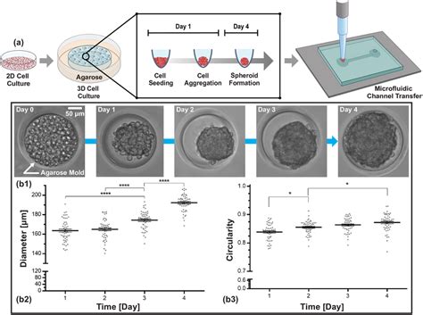 Hela Cell Spheroid Formation A Schematic Of Cell Spheroid Formation