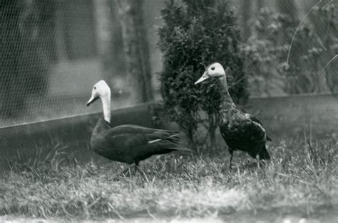 In Search of the Elusive Pink-Headed Duck / greenstories