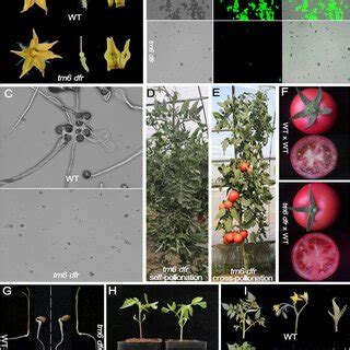 Rapid Generation Of A Tomato Male Sterility System And Its Feasible