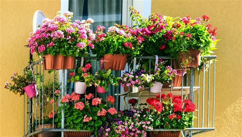 Kwiaty Na Balkon I Taras Kwiaty Doniczkowe Petunie Pelargonia