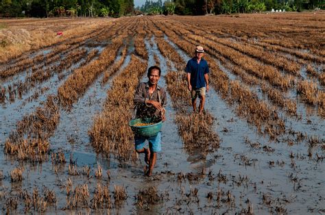 The New Humanitarian Scientists Help Vietnams Rice Farmers Adapt To