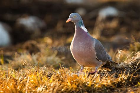 Adult Common Wood Pigeon Columba Palumbus Standing On The Dry Grass