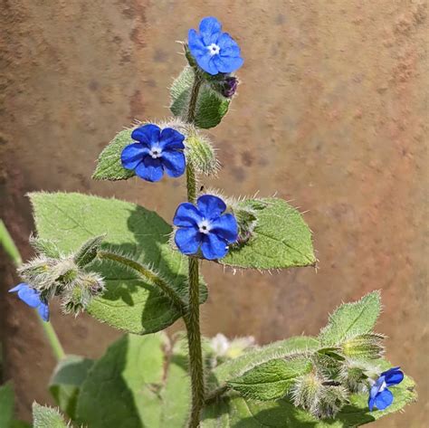 Green Alkanet Pentaglottis Sempervirens Weeds Of Melbourne