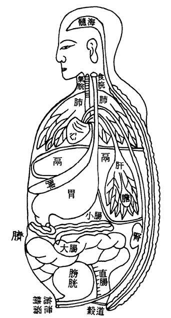 脏腑之图： 《针灸大成》 中医世家