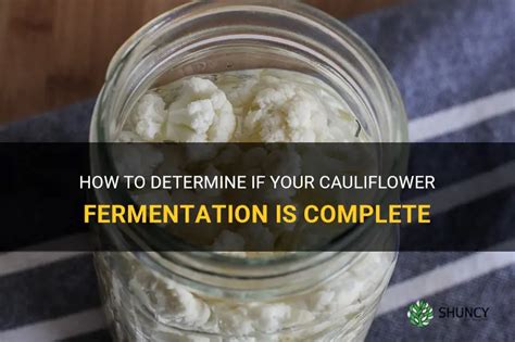 How To Determine If Your Cauliflower Fermentation Is Complete Shuncy