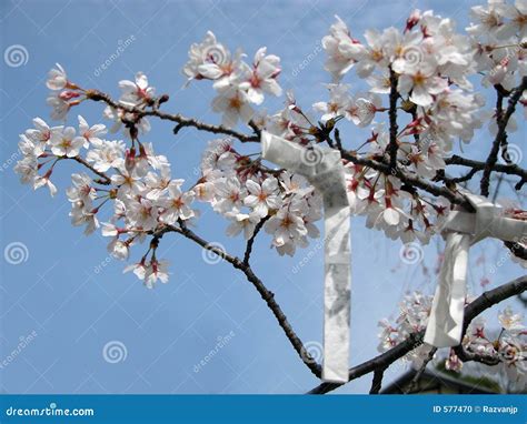 Spring Wishes Stock Photo Image Of Garden Tourism Spring 577470