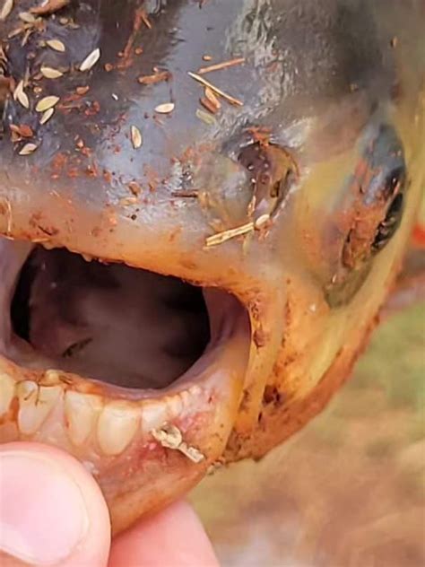 Fish With Human Teeth