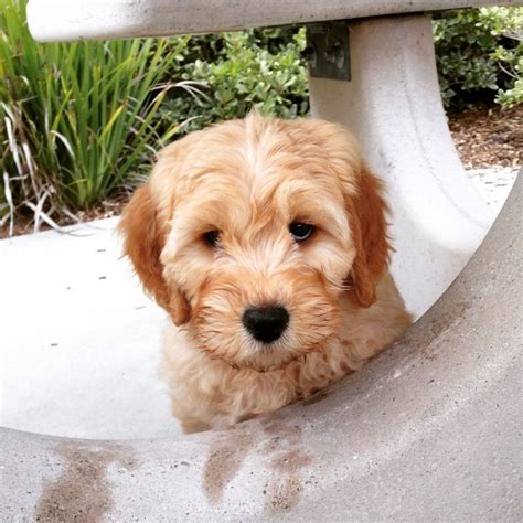 Addie The Golden Doodle Puppy 10 Weeks Old Goldendoodle Puppy